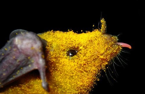 花の花粉を顔につけるコウモリ