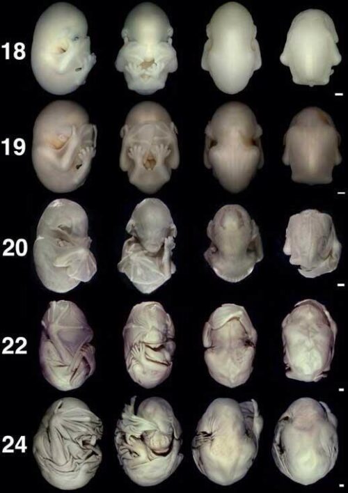 コウモリの胎児の成長過程