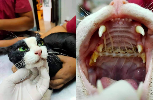 猫に魚を与えるときは骨に注意 喉に刺さった時はどうするべき Mofumofu Paws