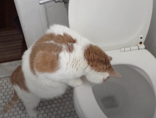 流れるトイレの水を見る猫