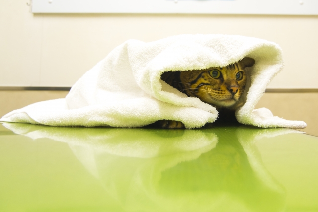 タオルで包まれる猫