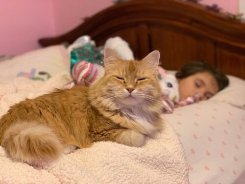 女の子の上で寝る猫