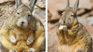 人生に疲れ切ったような表情がたまらん 不思議な生き物 ヤマビスカッチャ とは Mofumofu Paws