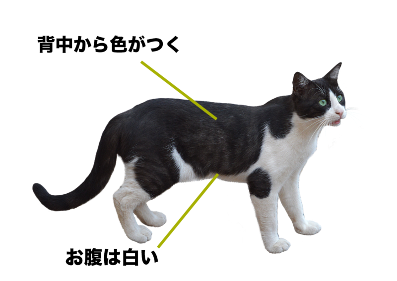 猫の足が白いのはなぜ 靴下猫 の歴史と色のつき方について調査してみた もふもふポウズ