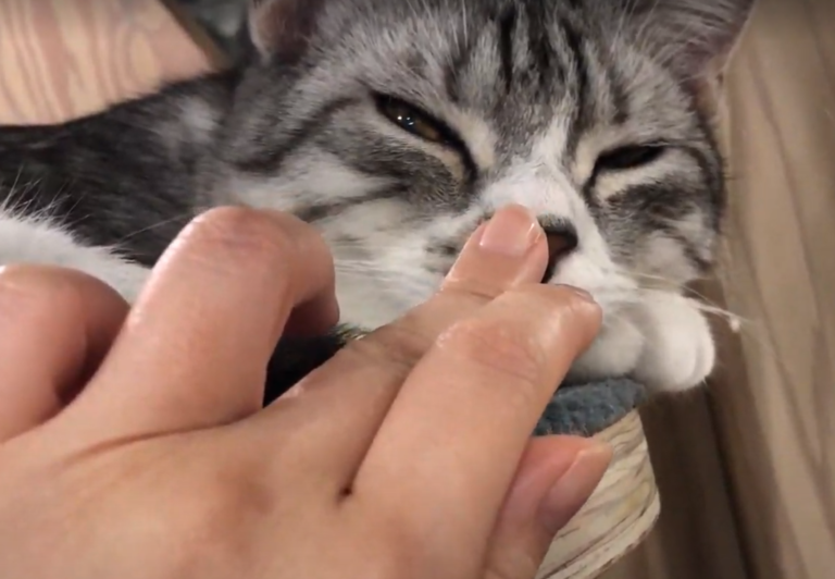指を猫の鼻に付ける