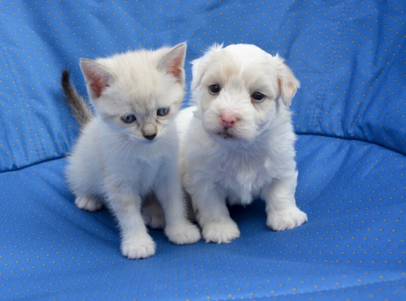 しっぽで伝える気持ち 犬と猫では意味が違うって知ってた もふもふポウズ