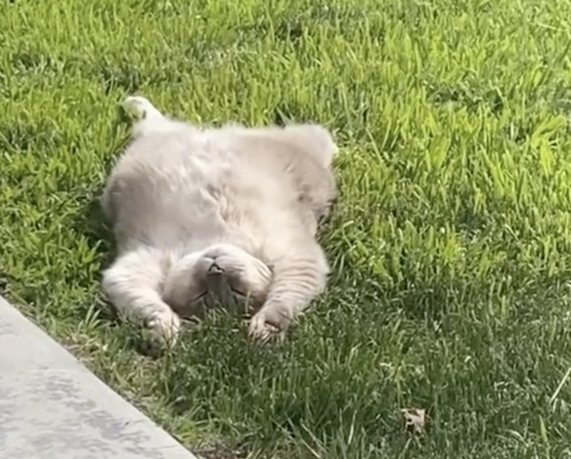 芝生の上で日光浴する猫