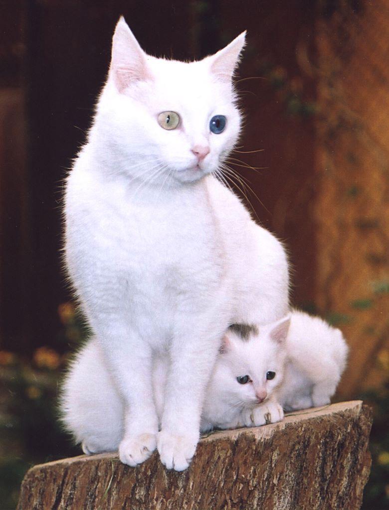 ヴァン猫の母猫と頭に黒い斑点のある子猫