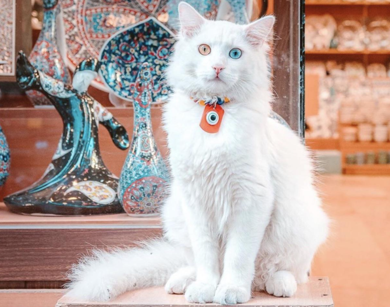 トルコのバン：猫の品種プロフィール、特徴、ケア