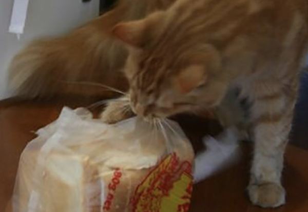 袋に入った食パンを引きちぎる猫