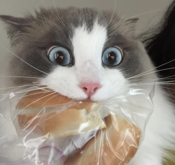 パンを盗んで捕まった猫