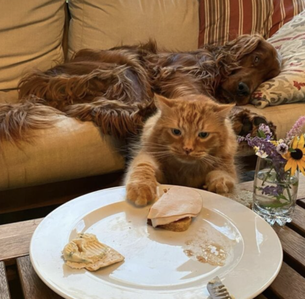 お皿の上のパンを盗む猫