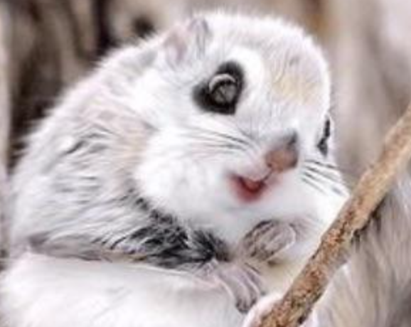 日本の森にもモモンガがいる 日本固有種の 日本モモンガ の可愛さに世界が歓喜 もふもふポウズ