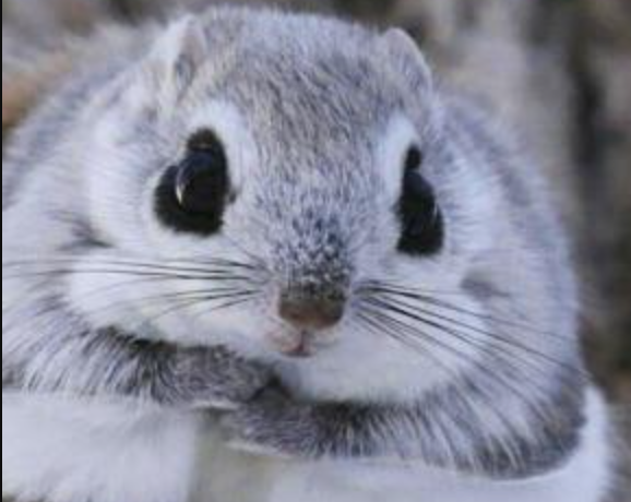 日本の森にもモモンガがいる 日本固有種の 日本モモンガ の可愛さに世界が歓喜 もふもふポウズ