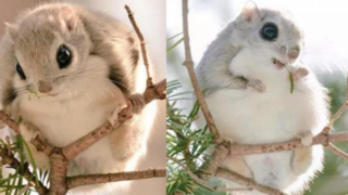 日本の森にもモモンガがいる 日本固有種の 日本モモンガ の可愛さに世界が歓喜 Mofumofu Paws