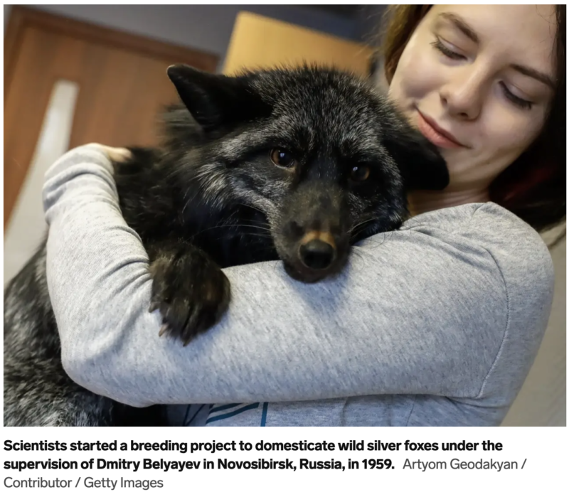 垂れ耳の犬がいるのはなぜ 知らなかった犬の進化の秘密 もふもふポウズ