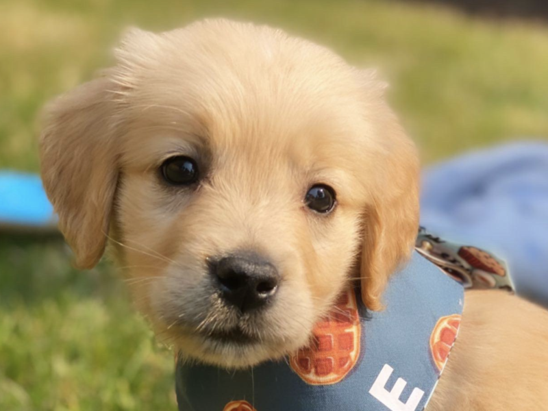 垂れ耳の犬がいるのはなぜ 知らなかった犬の進化の秘密 もふもふポウズ