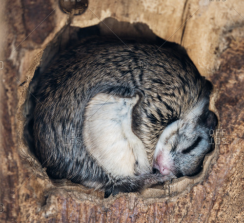 木の穴で寝るモモンガ