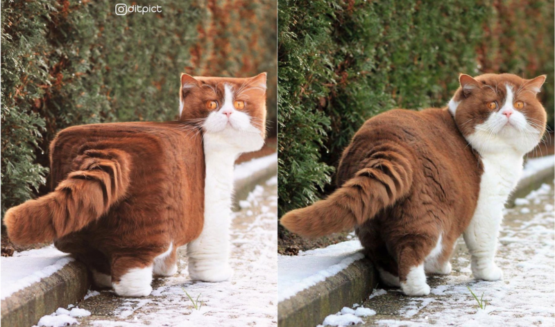 ピクセル化された猫のビフォーアフター