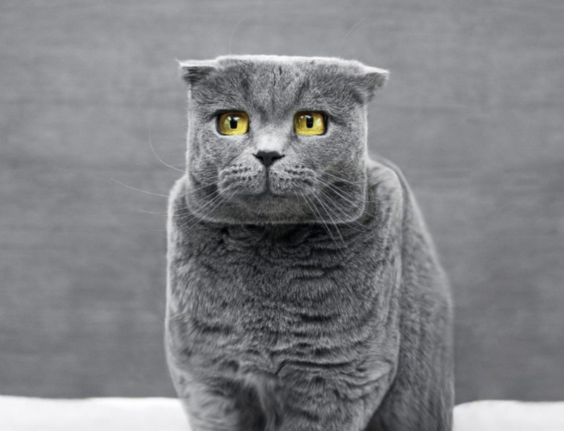 ピクセル化されたグレーの猫