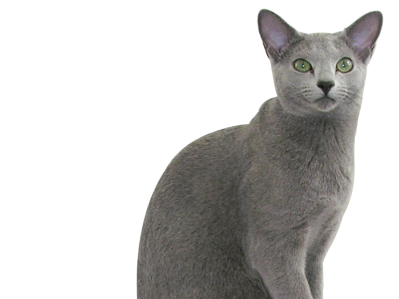 美しい毛色にうっとり グレーの長毛猫６種 もふもふポウズ