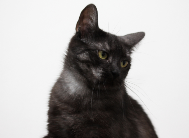 ブラックスモークの猫