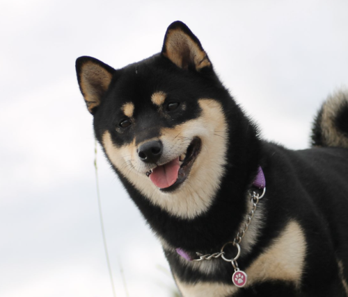 犬に まろ眉 があるのはどうして もふもふポウズ