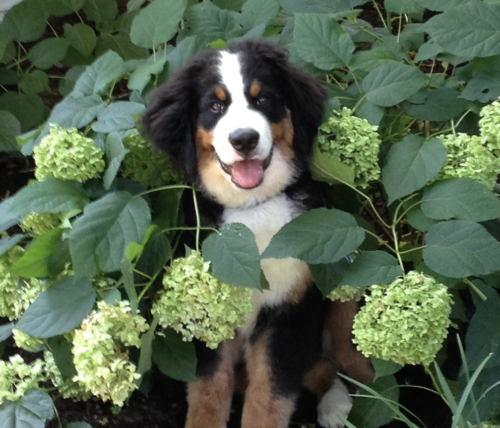 犬に まろ眉 があるのはどうして もふもふポウズ