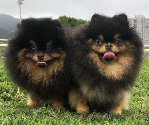 犬に まろ眉 があるのはどうして もふもふポウズ