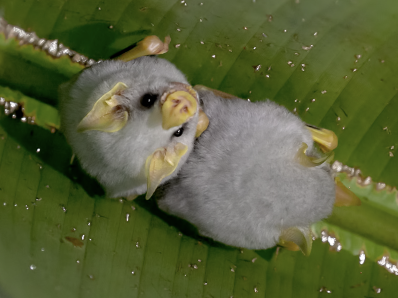 みんなで仲良くスヤスヤ 白いコウモリの眠る姿がかわいい もふもふポウズ