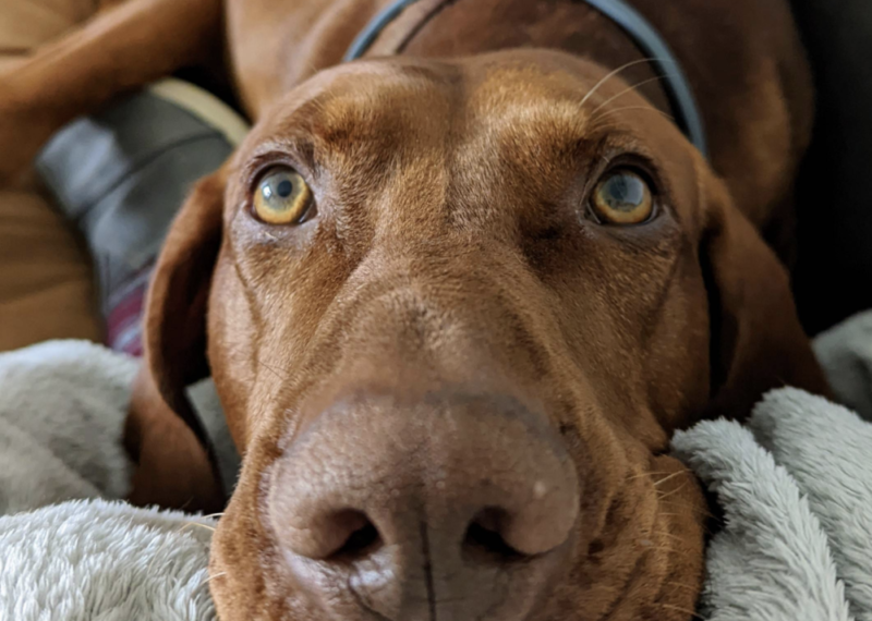 カッパーの目を持つ犬