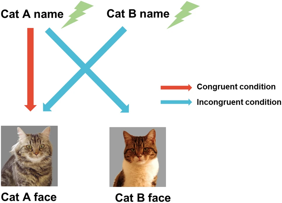 猫は他の猫の名前を知っているのかの研究