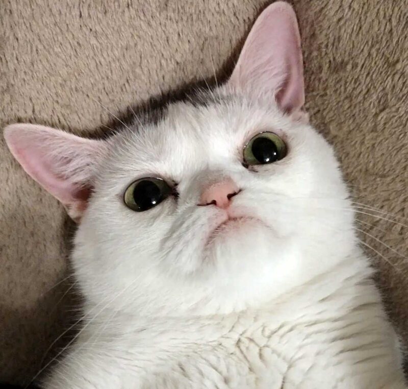 不機嫌な猫 再び 小人症の猫がまたもやネット界のアイドルに もふもふポウズ