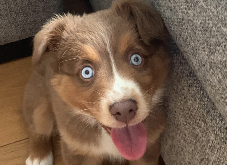 青い目を持つ子犬
