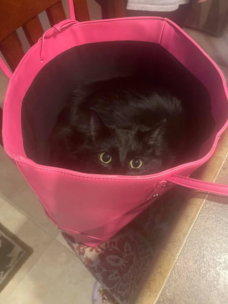 ピンク色のバッグに入った黒猫