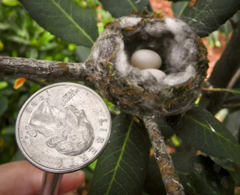 マメハチドリの卵とコイン