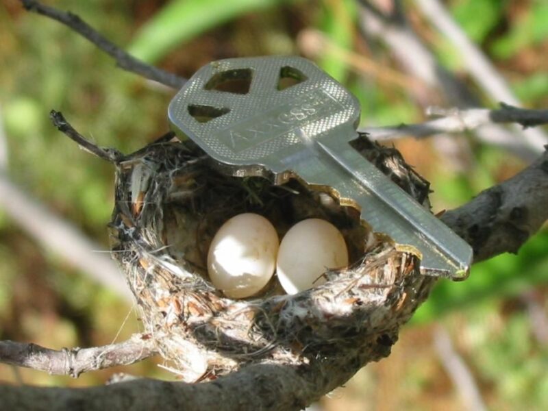 マメハチドリの卵と鍵