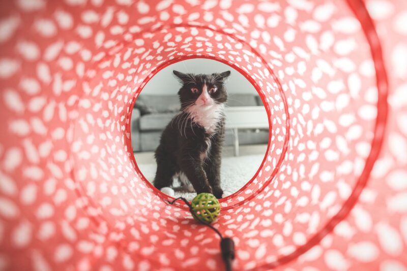 ニャーから隠れる事は不可能なのだ 猫は飼い主の居場所を音で察知している 研究 もふもふポウズ ニャーから隠れる事は不可能なのだ 猫は飼い主の居場所を音で察知している 研究 もふもふポウズ