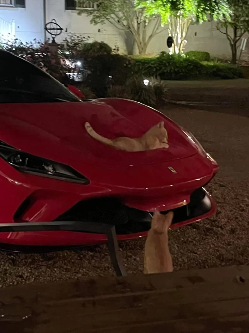 フェラーリに乗る猫