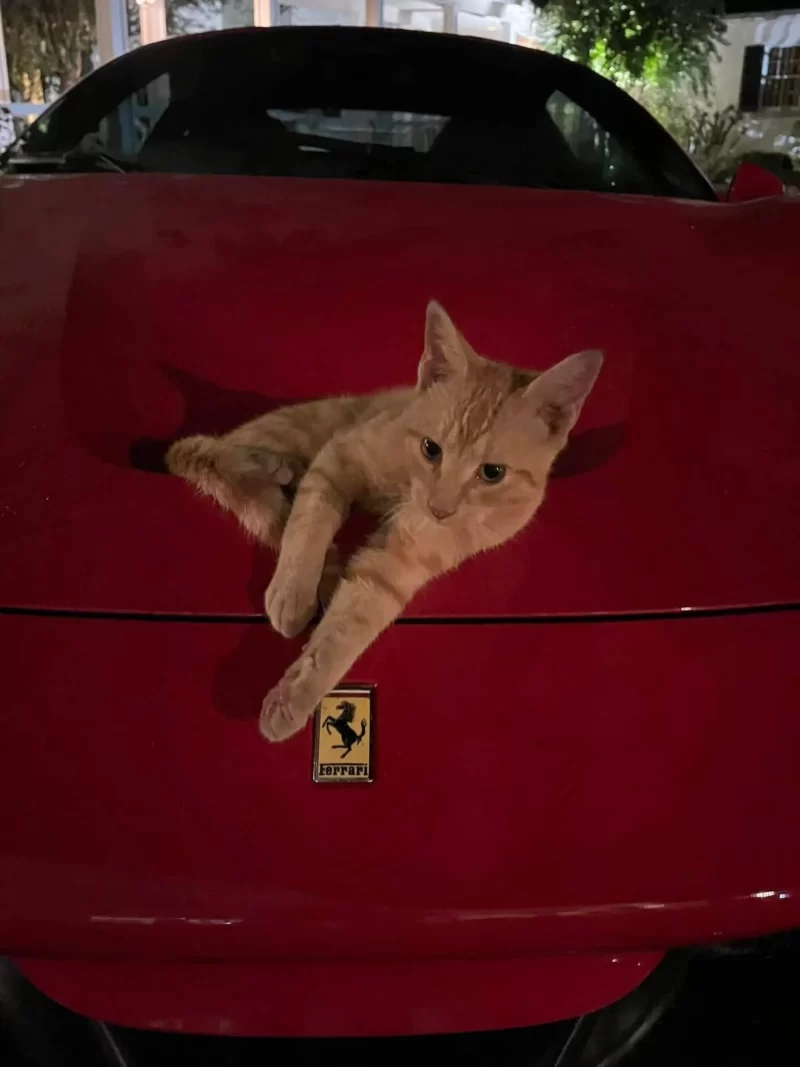 フェラーリに乗る猫