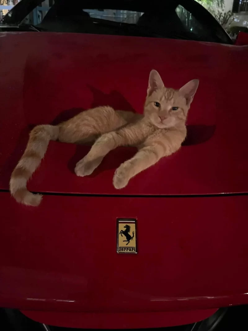 フェラーリに乗る猫