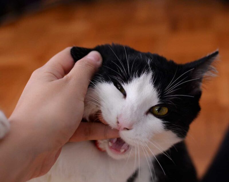 猫が人間の指を噛む