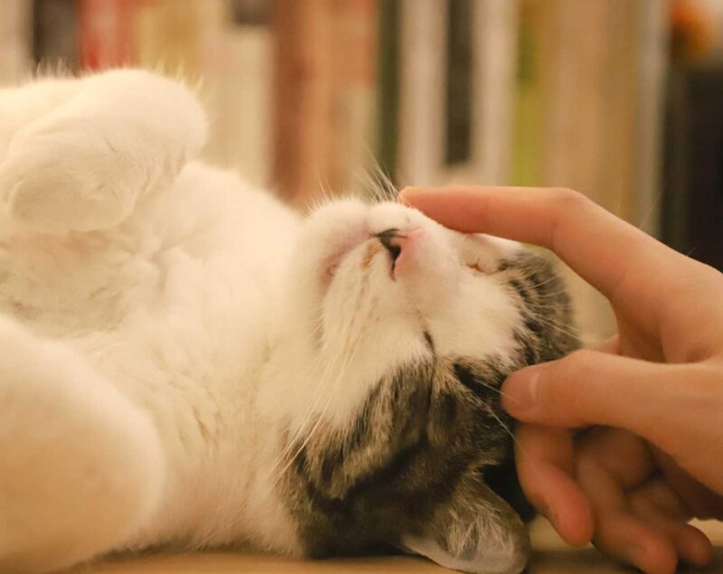 寝ている猫の頬を触る手