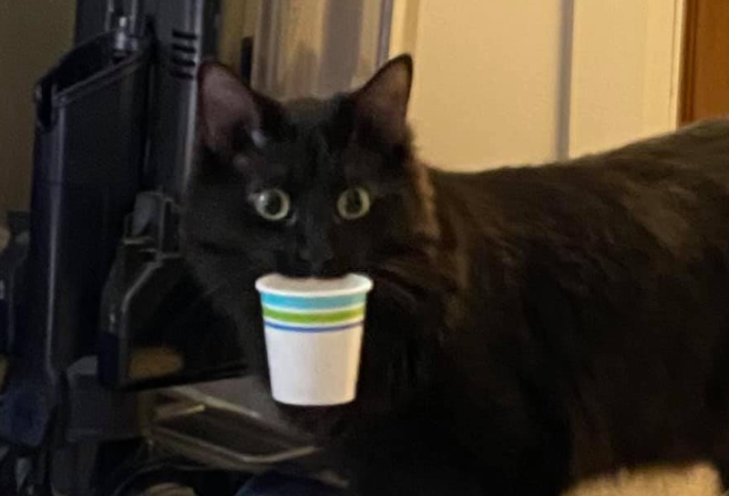 すいません 飲み物ください 黒猫ちゃん紙コップ持参で 喉渇いた をアピール もふもふポウズ
