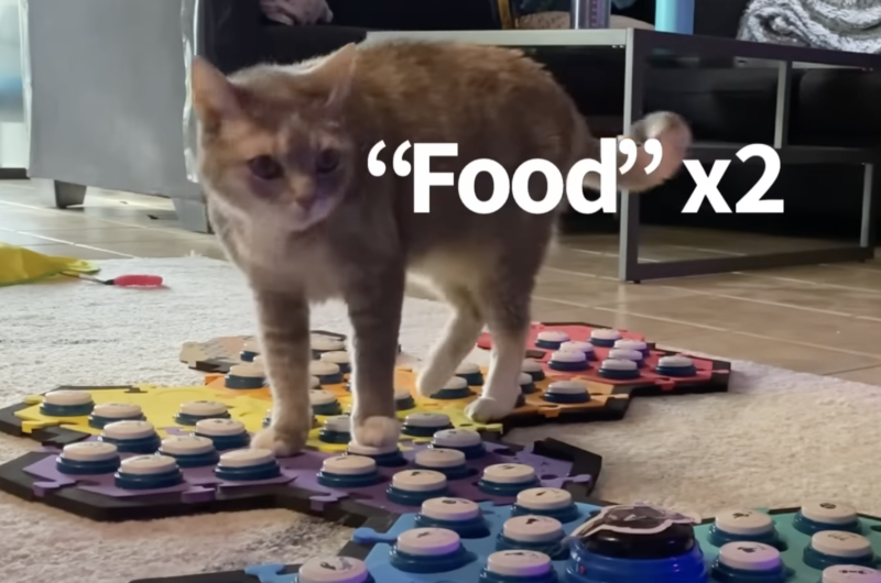 食べ物ボタンを押す猫