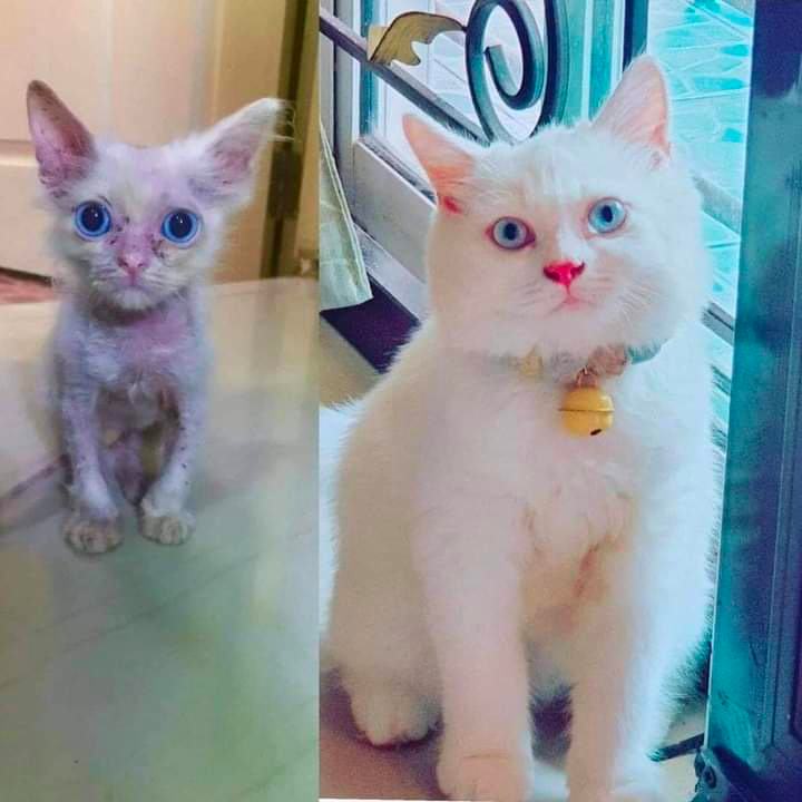 丸顔の白猫ビフォーアフター