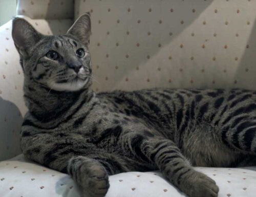 亡くなってしまった前世界一背の高い猫アークタス