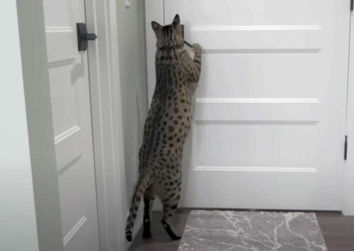 立ち上がってドアを開ける世界一背の高い猫フェンリル