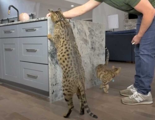 キッチンに手を伸ばす世界一背の高い猫フェンリル