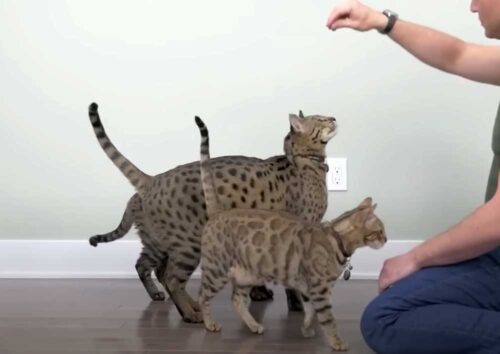 世界一背の高い猫とベンガル猫の背の違い